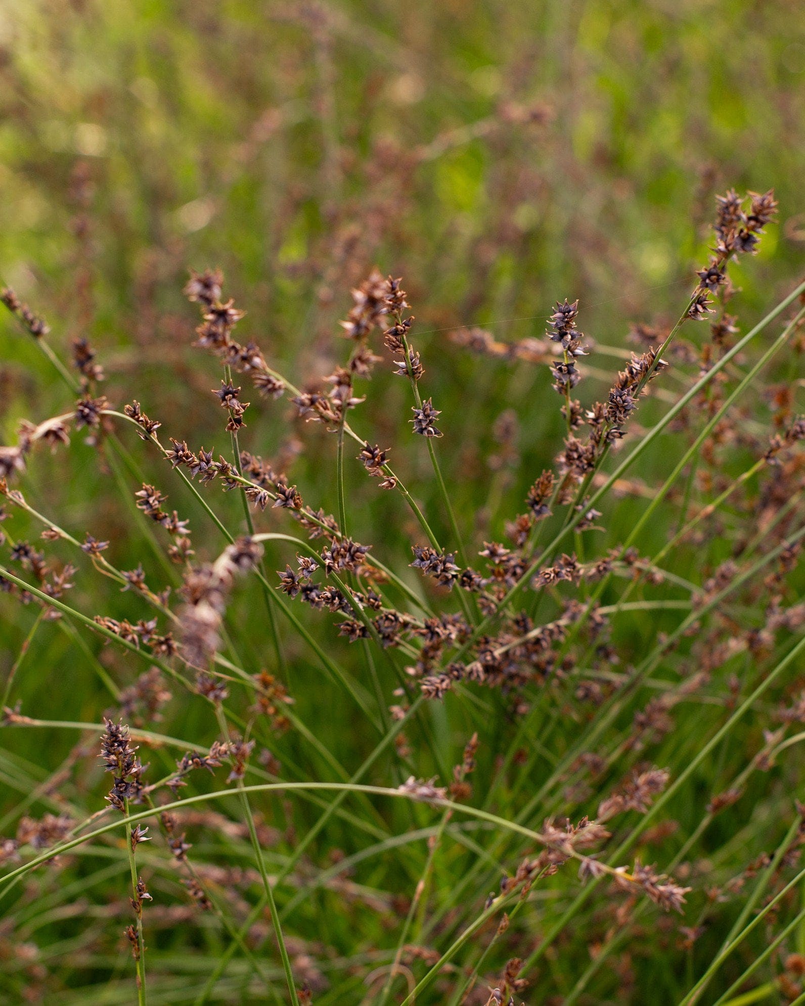 Berkeley Carex Sedge - view 2
