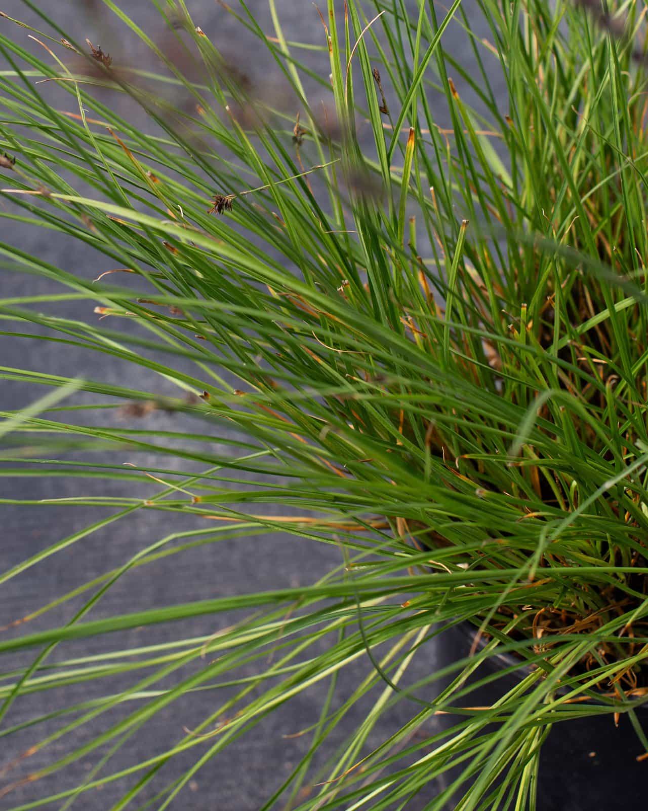 Berkeley Carex Sedge - view 4