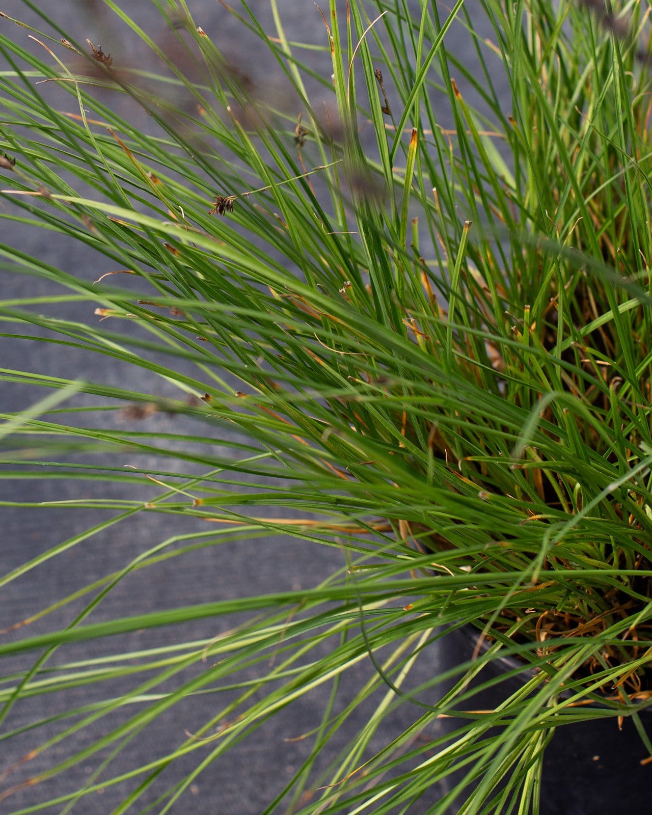 Berkeley Carex Sedge - view 4