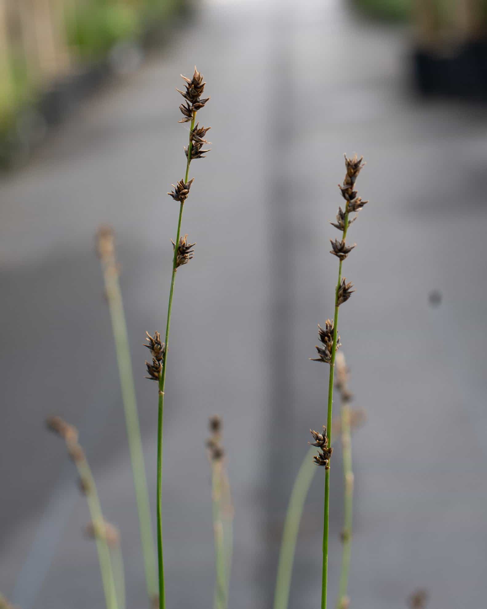 Berkeley Carex Sedge - view 5