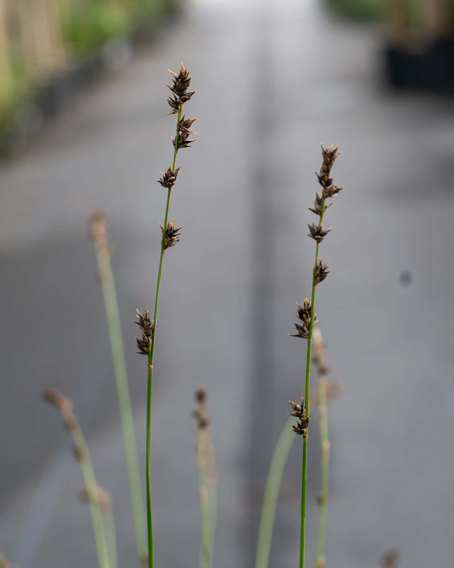 Berkeley Carex Sedge - Image 4