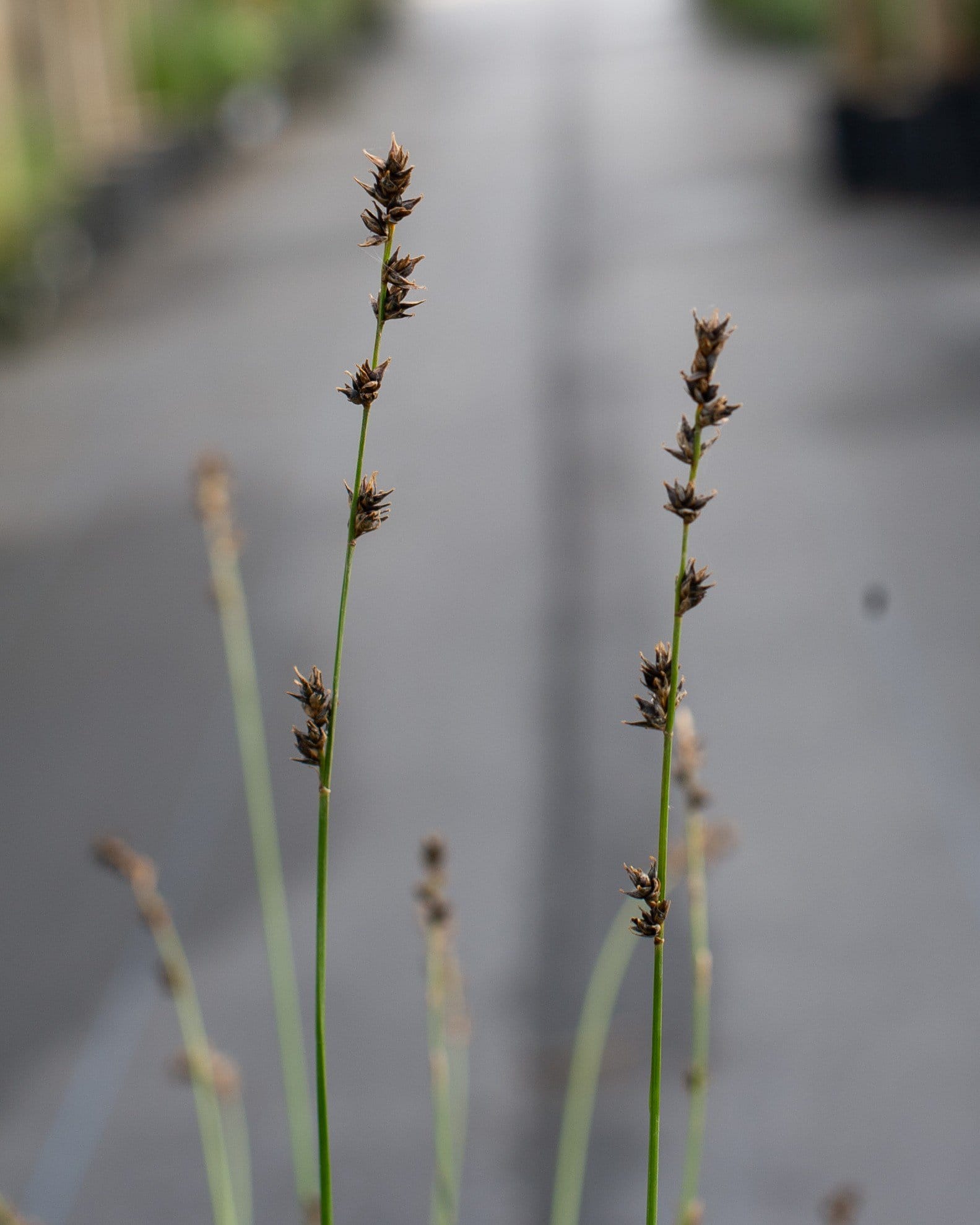 Berkeley Carex Sedge - view 5