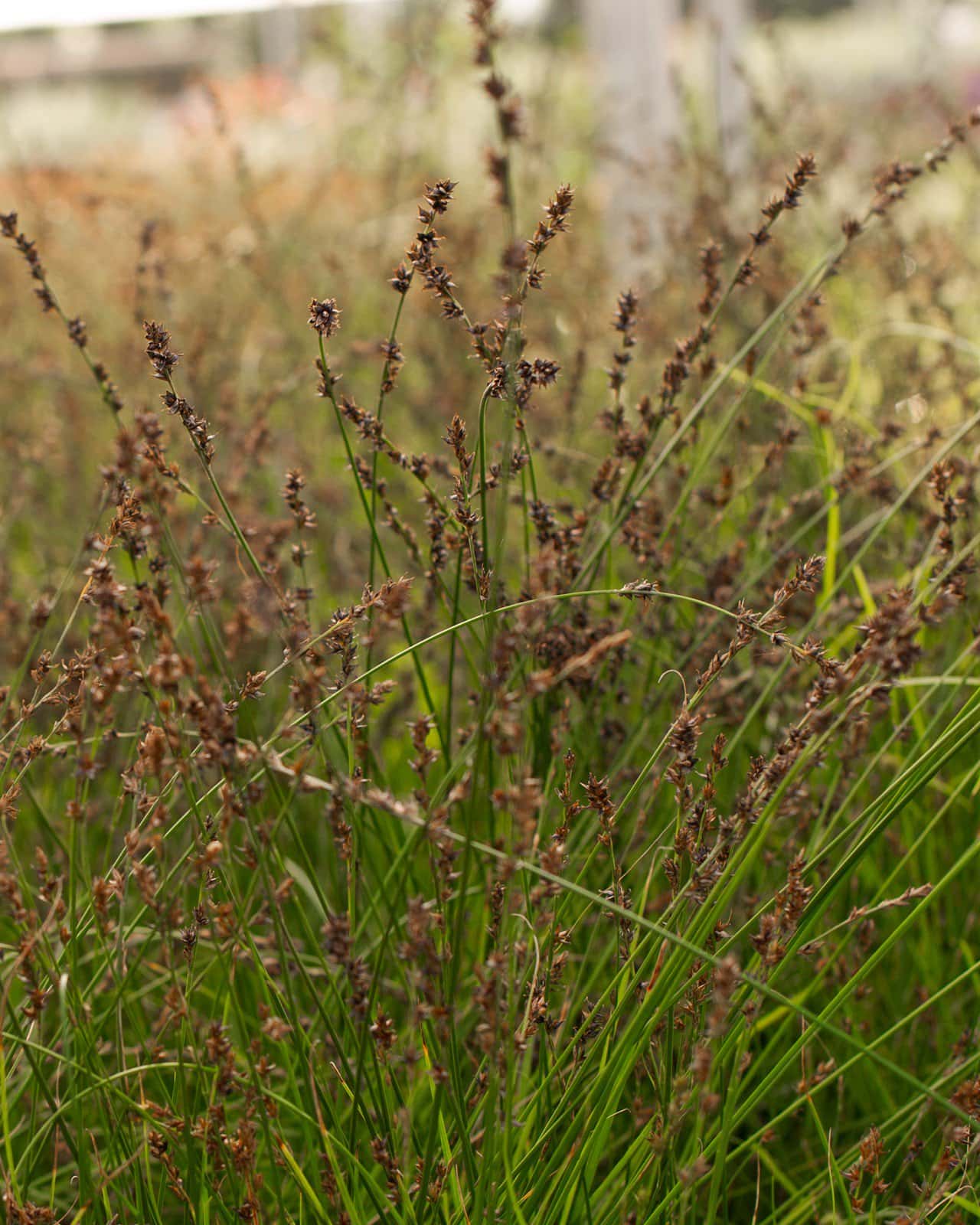 Berkeley Carex Sedge - Image 5
