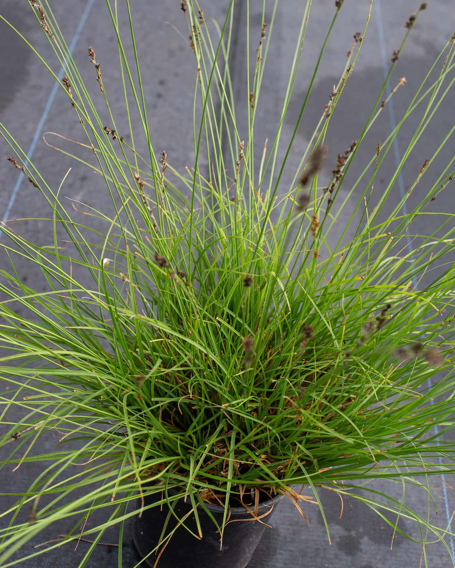 Berkeley Carex Sedge - Image 6