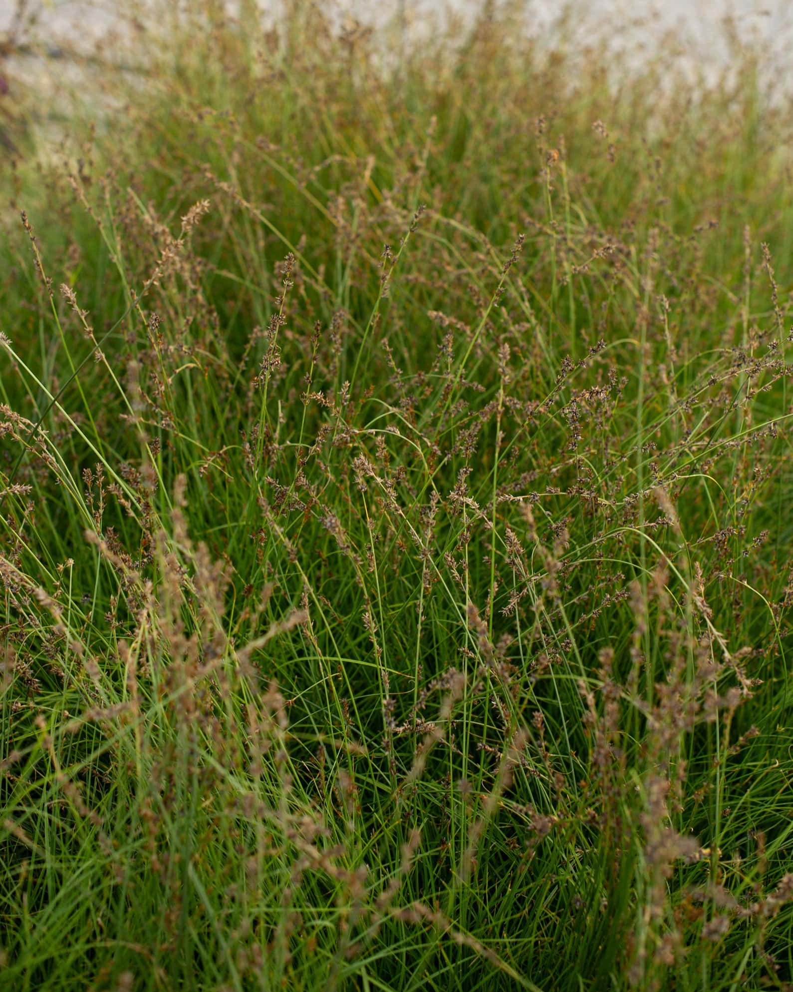 Berkeley Carex Sedge - Image 7