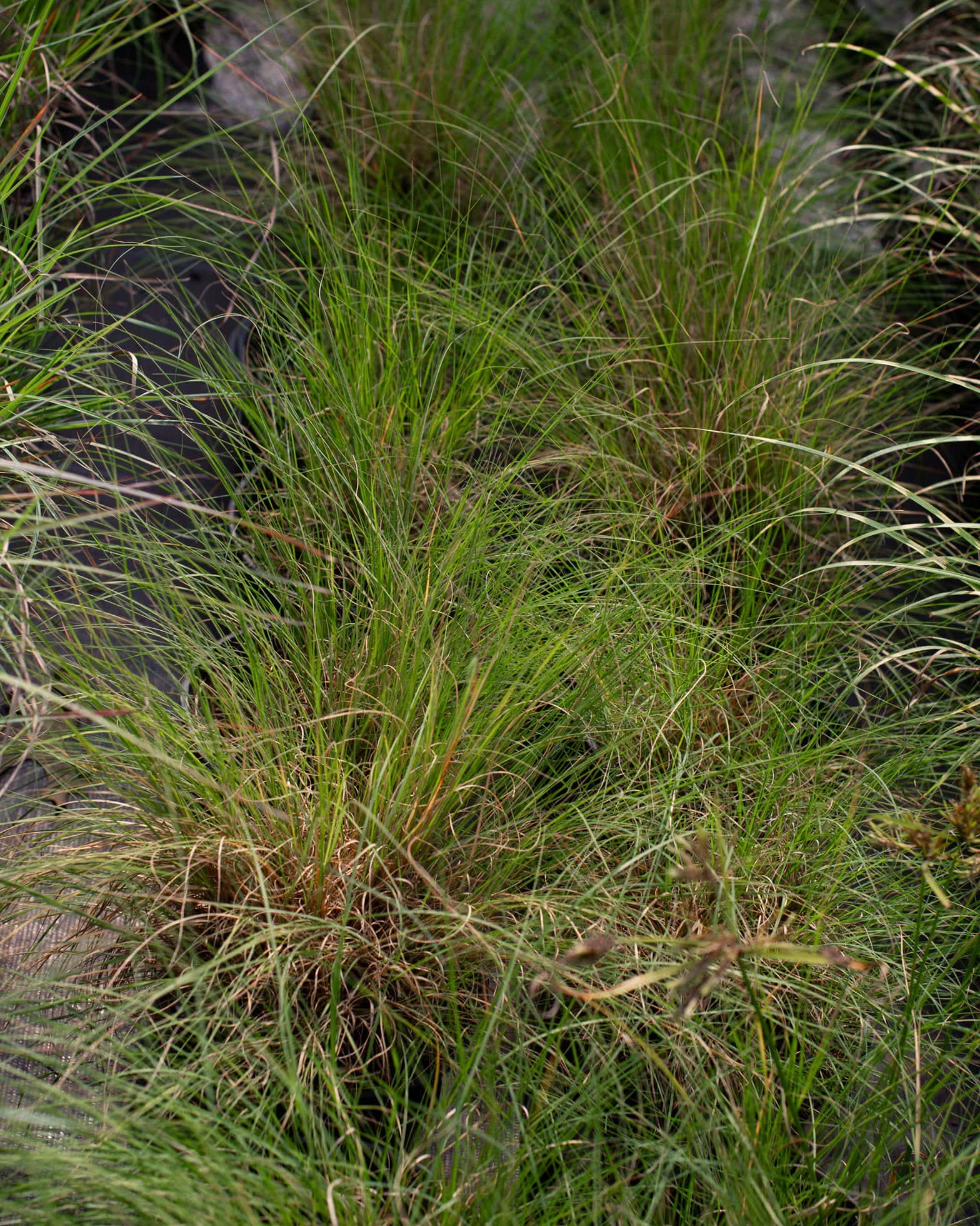 Blue Grama - Image 6
