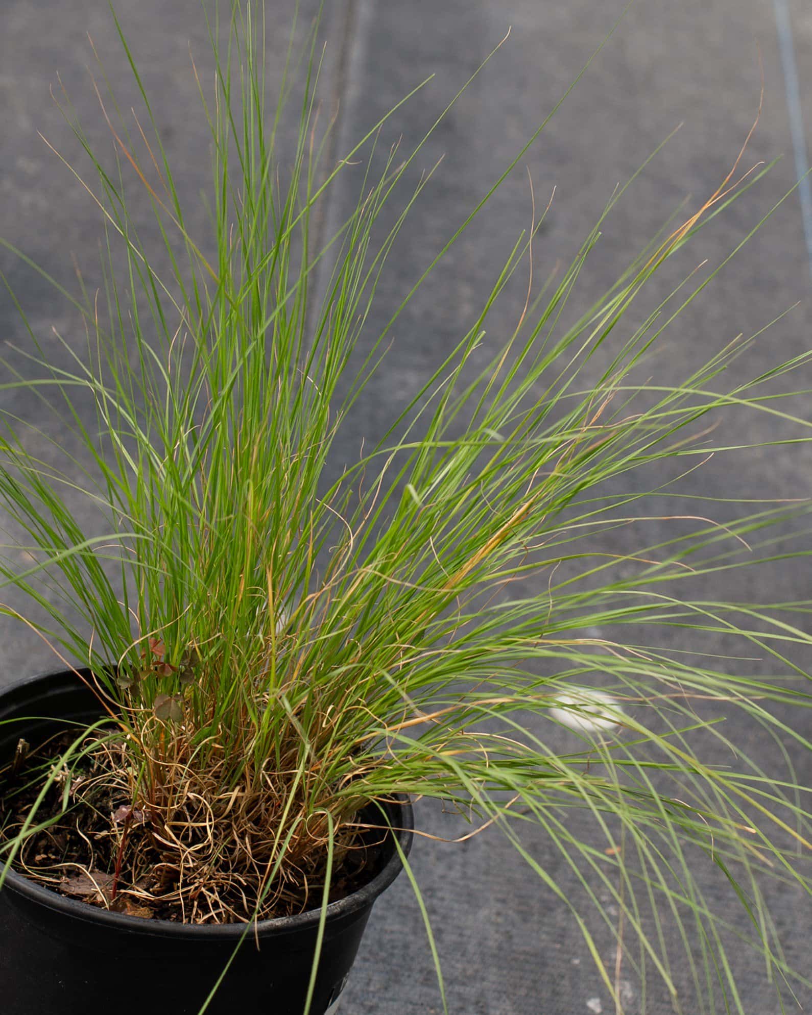 Blue Grama - Image 4
