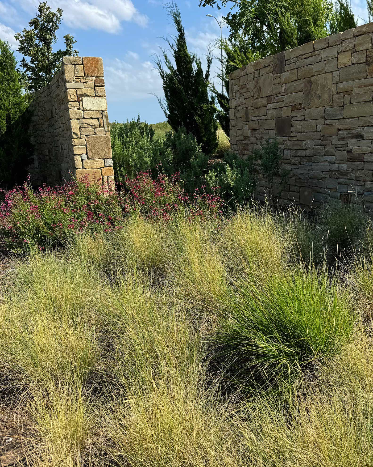 Blue Grama - view 4