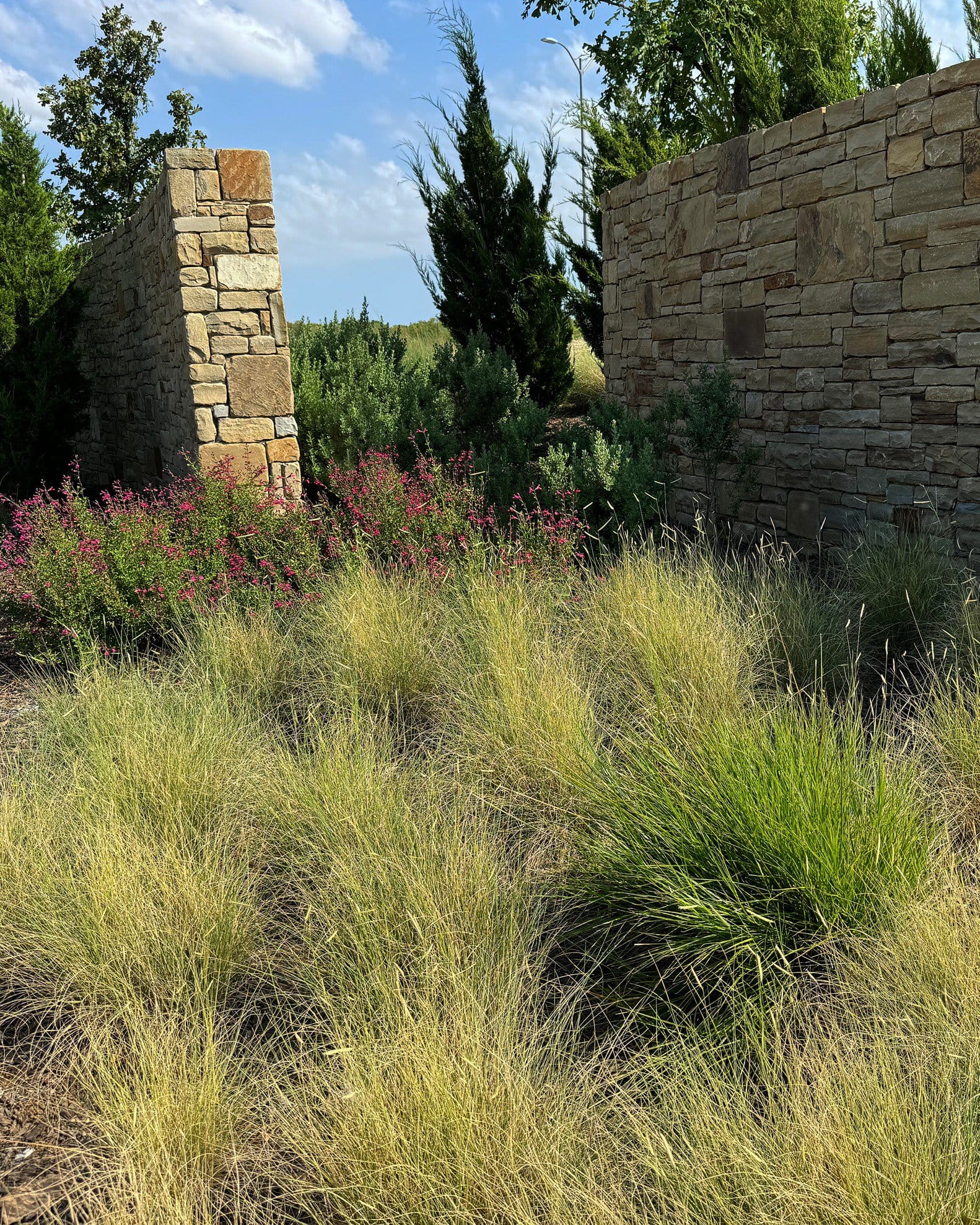 Blue Grama - view 4