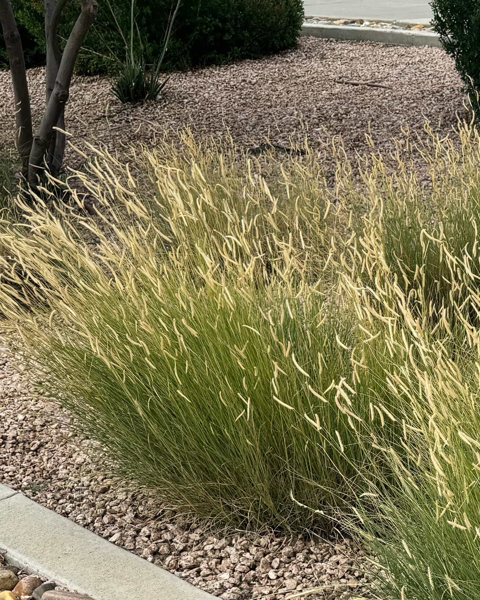 Blue Grama Blonde Ambition - view 4