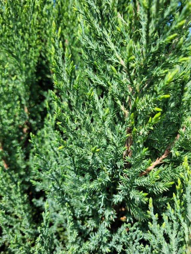 Blue Point Juniper - Main Image