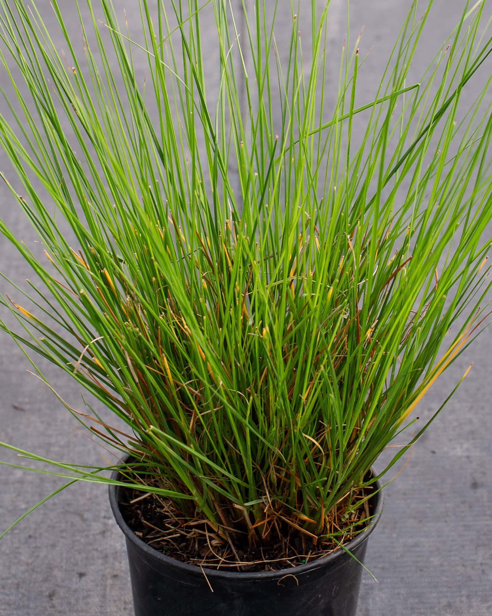 Cassian Fountain Grass - Main Image
