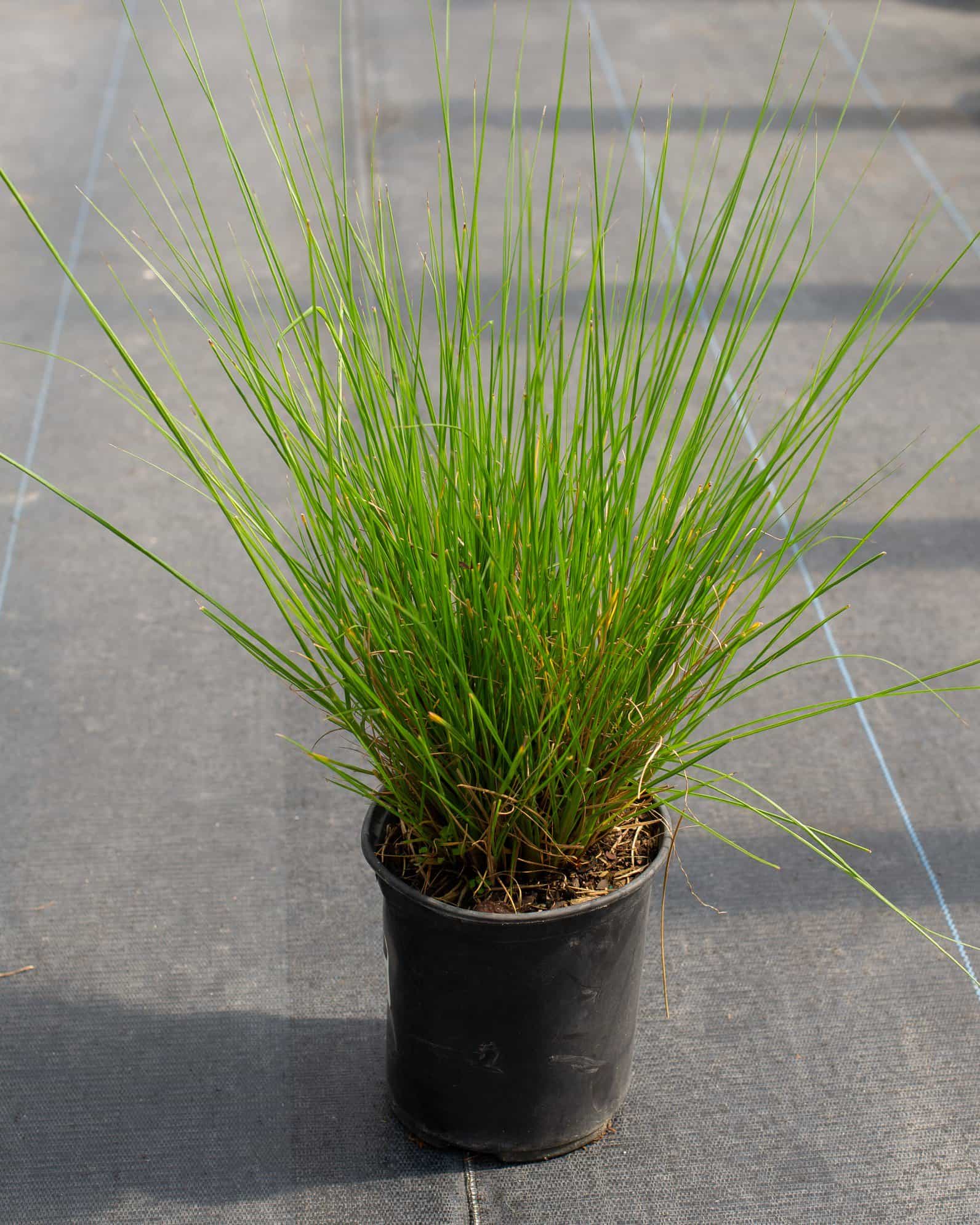 Cassian Fountain Grass - view 2