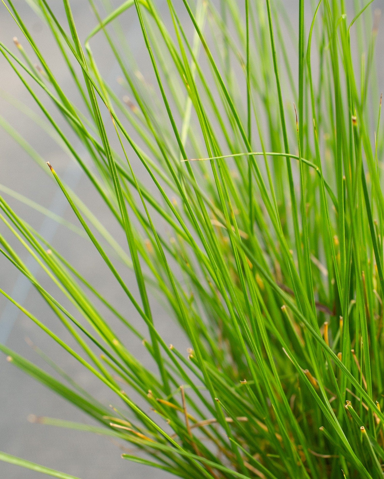 Cassian Fountain Grass - view 2