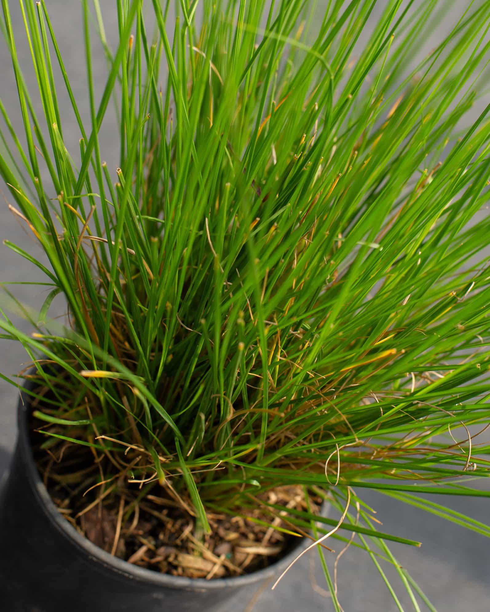 Cassian Fountain Grass - view 4