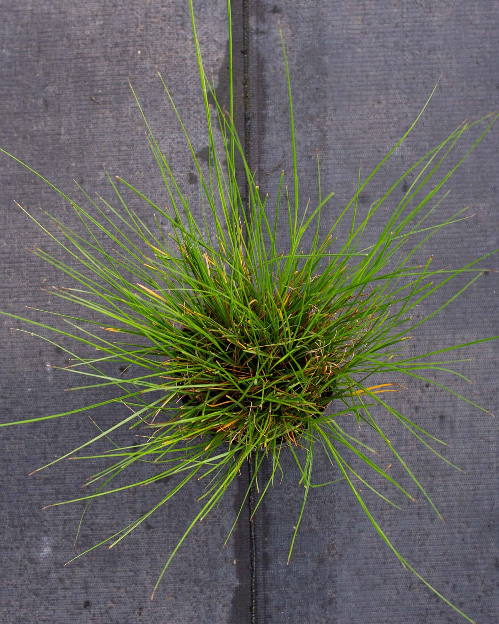 Cassian Fountain Grass - Image 5