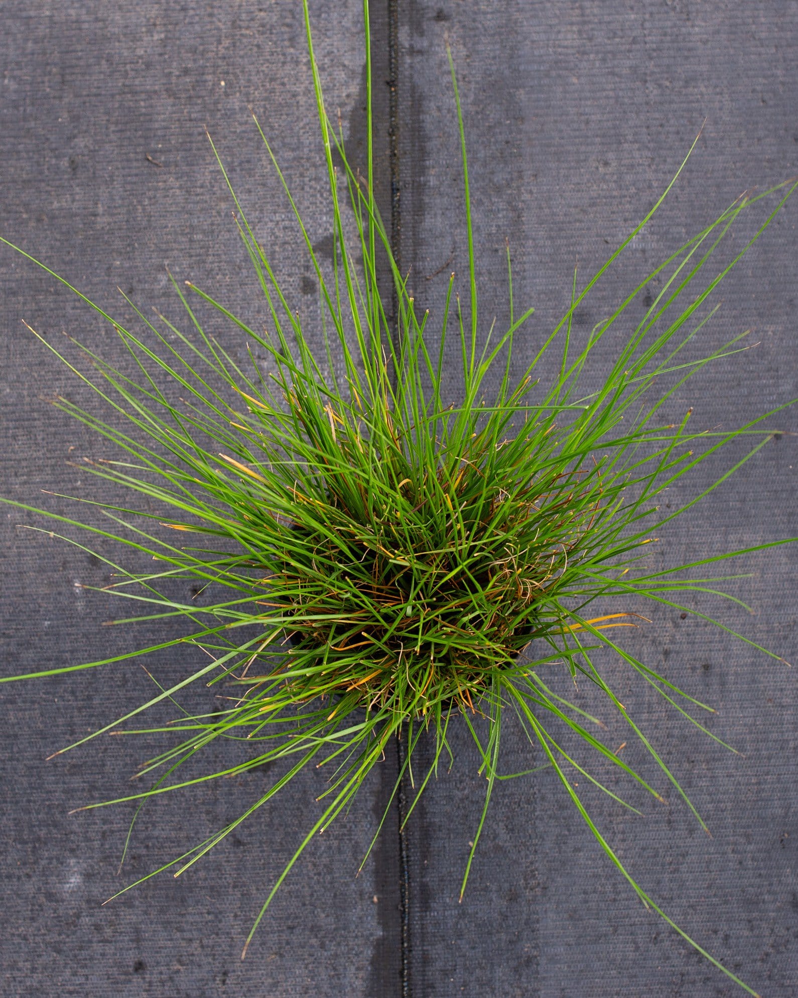 Cassian Fountain Grass - view 5