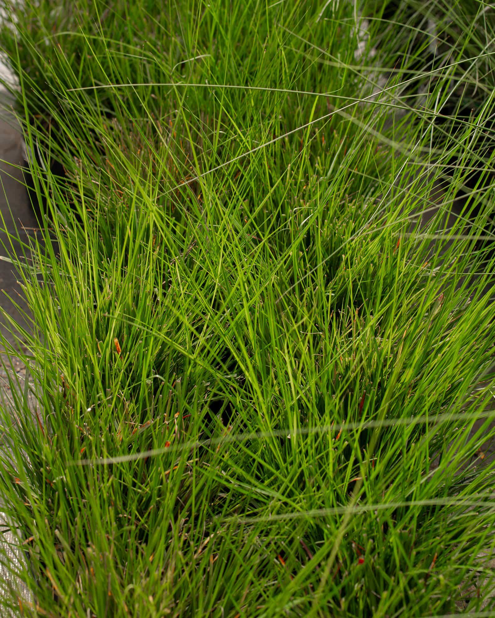 Cassian Fountain Grass - view 5