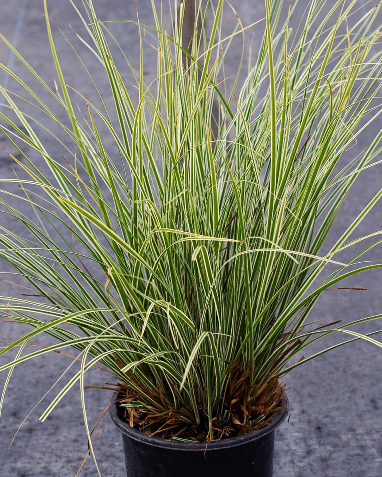 Everest EverColor Carex Sedge Variegated - Main Image