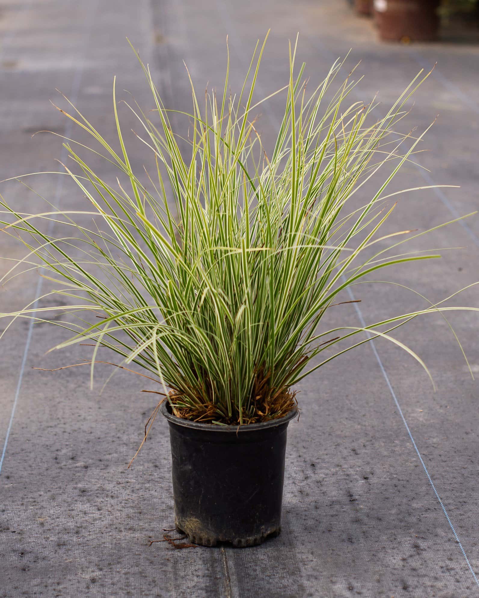 Everest EverColor Carex Sedge Variegated - Image 1