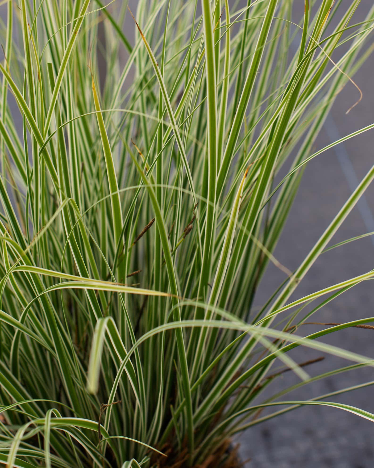 Everest EverColor Carex Sedge Variegated - Image 2