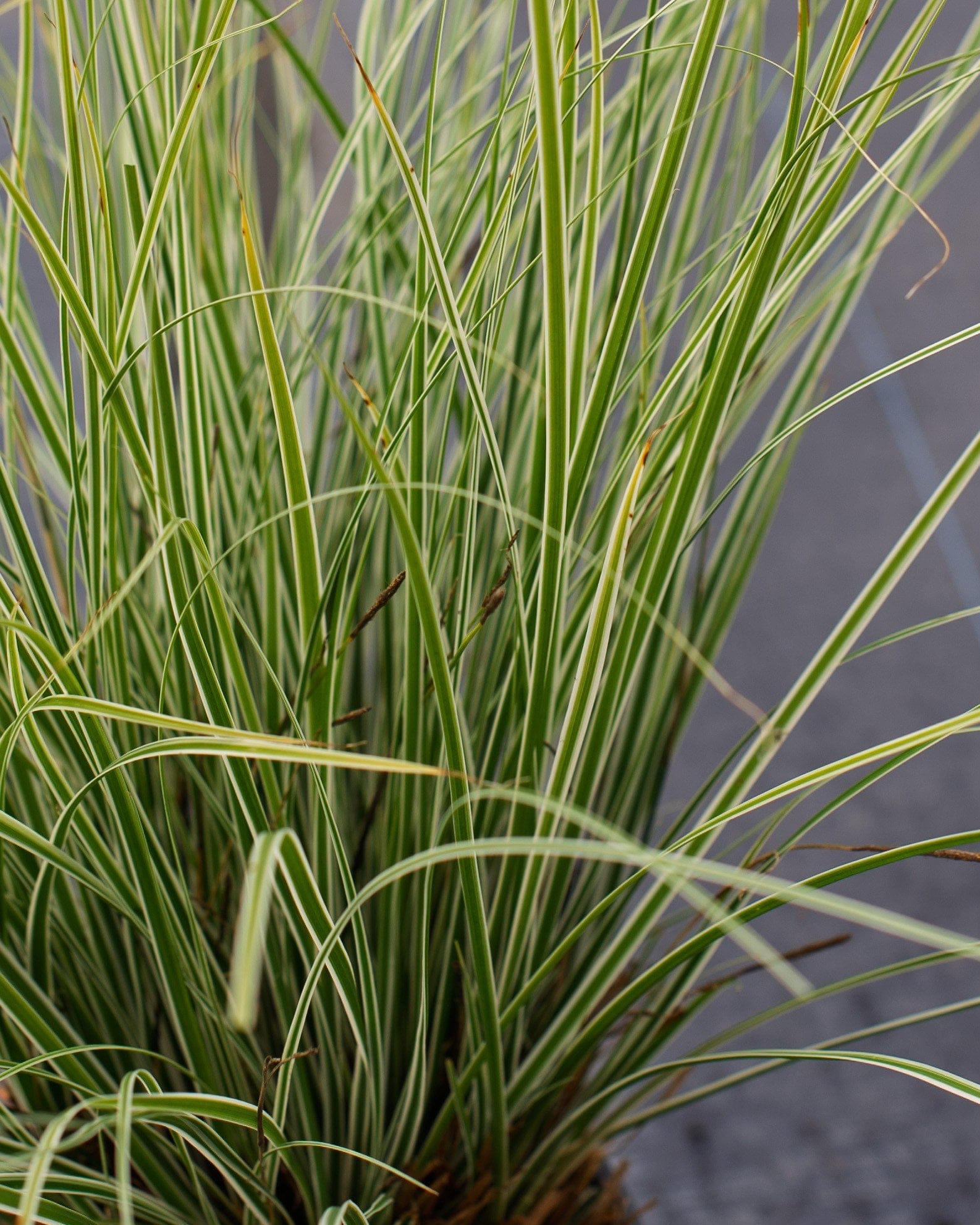Everest EverColor Carex Sedge - view 3