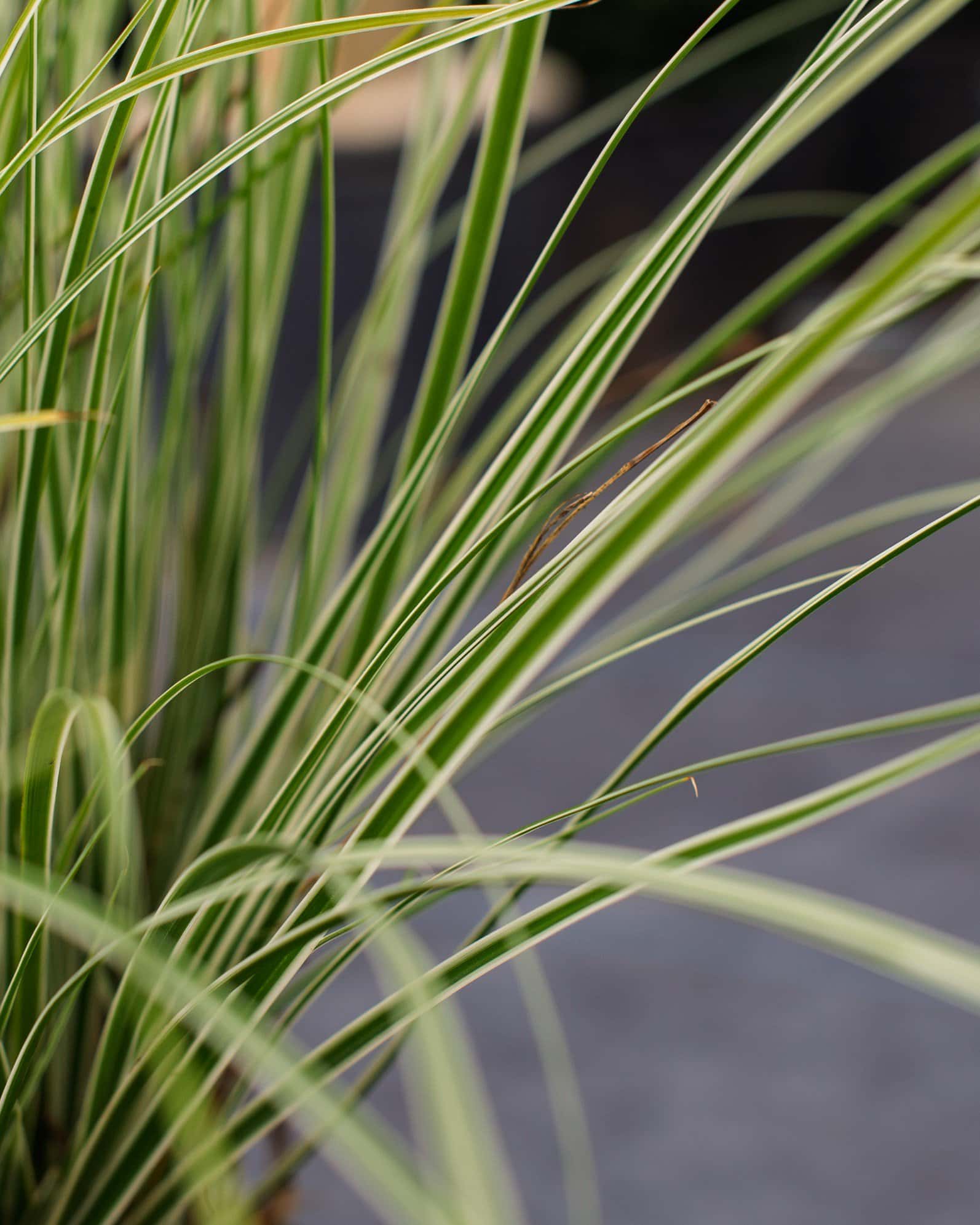 Everest EverColor Carex Sedge Variegated - Image 3