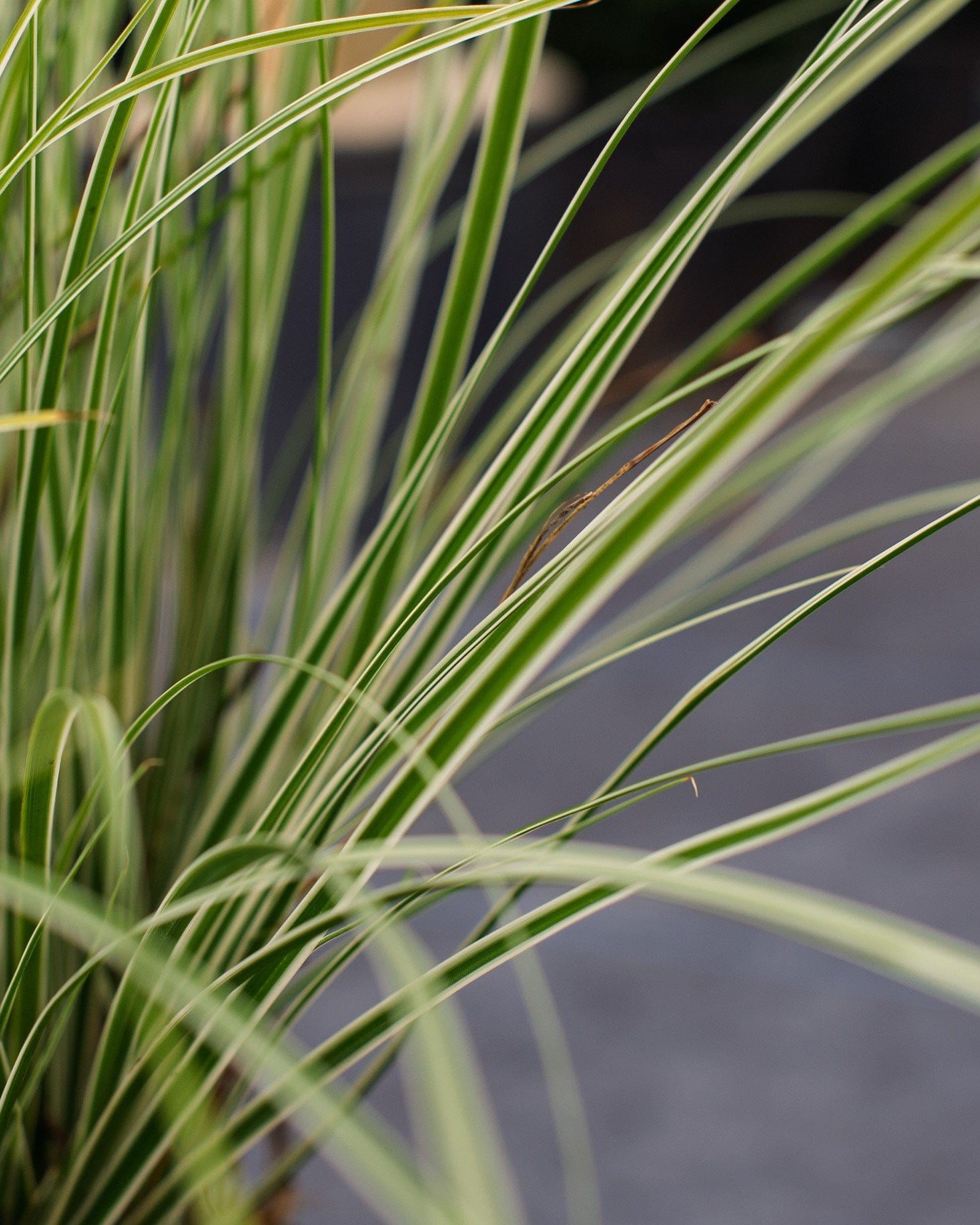Everest EverColor Carex Sedge - view 4