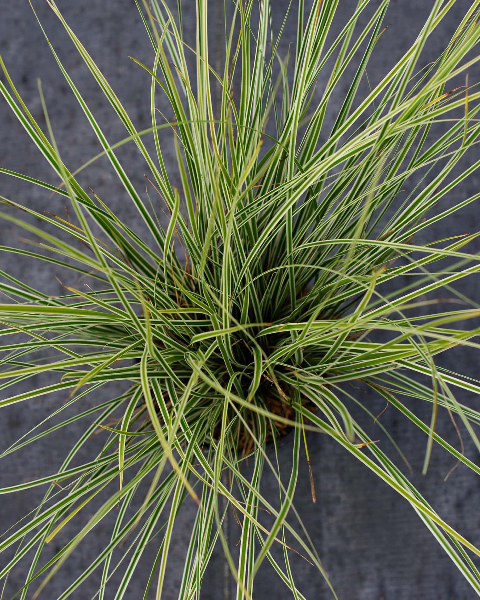 Everest EverColor Carex Sedge Variegated - Image 4