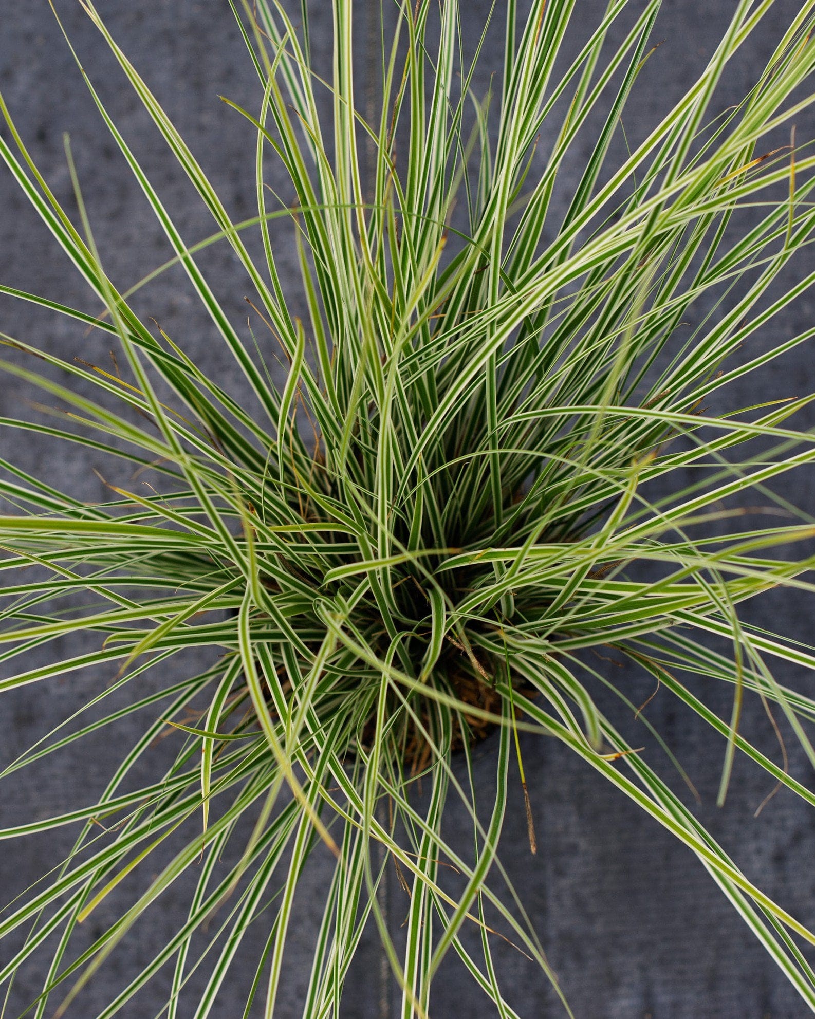 Everest EverColor Carex Sedge - view 5