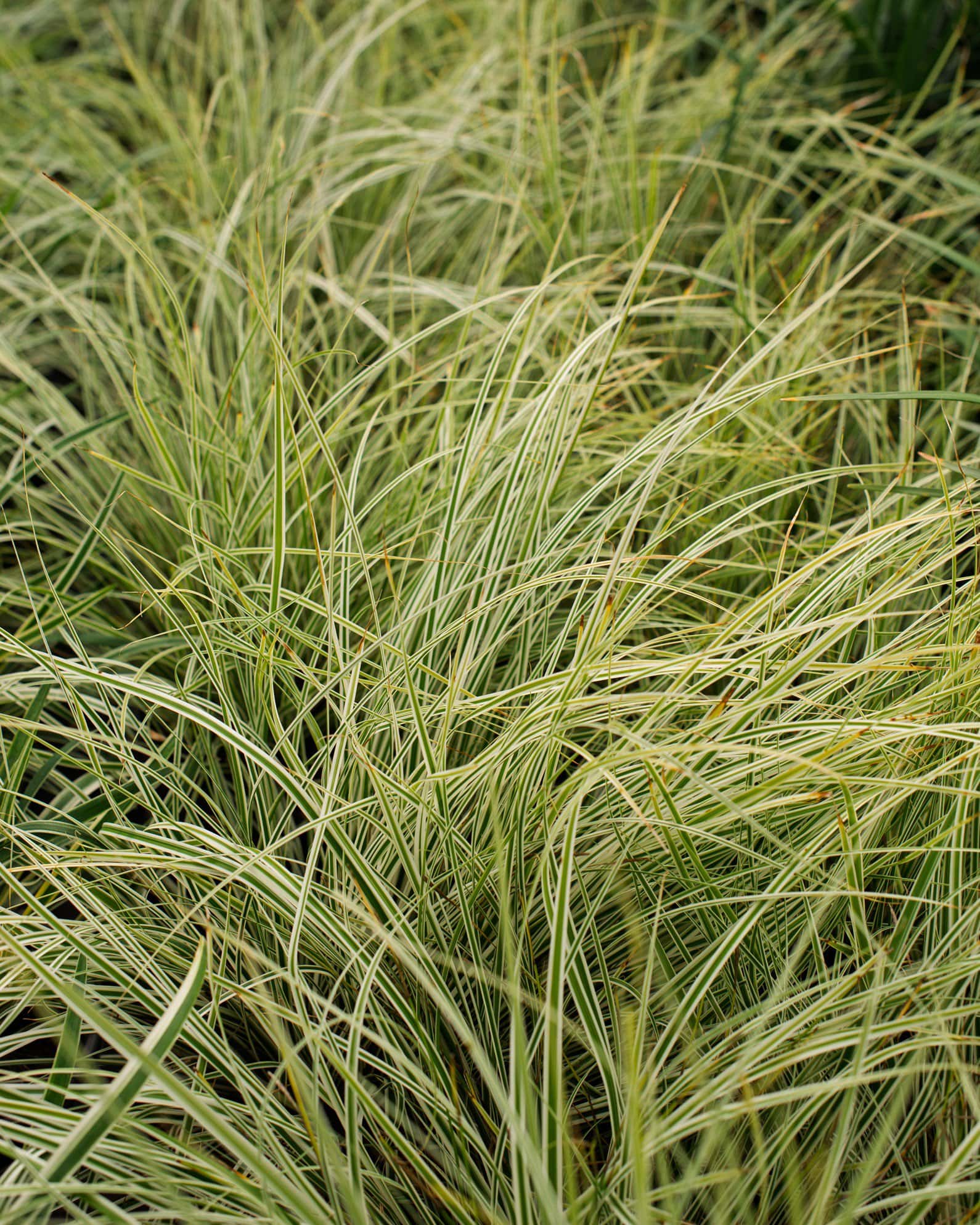 Everest EverColor Carex Sedge Variegated - Image 5