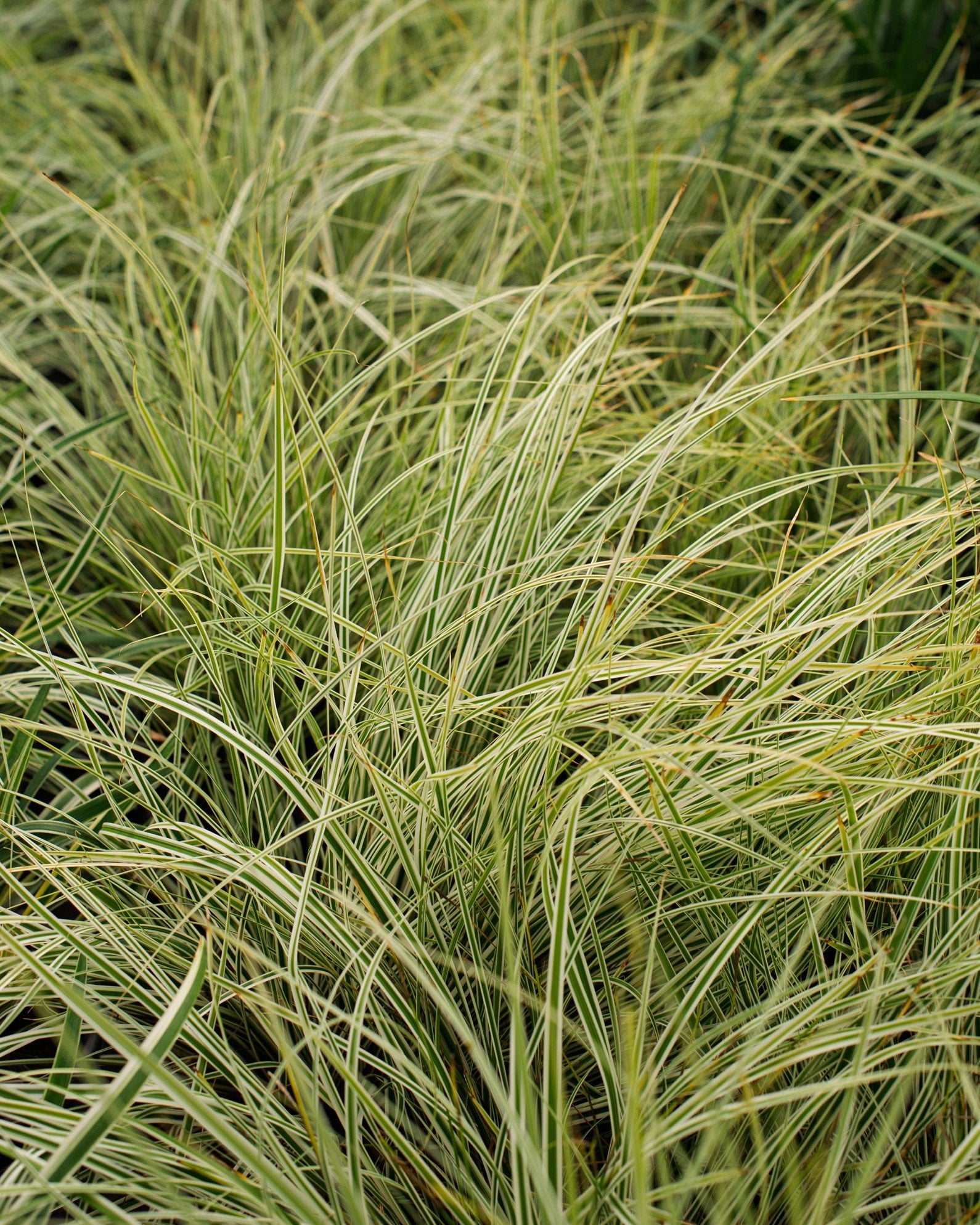 Everest EverColor Carex Sedge - Image 1