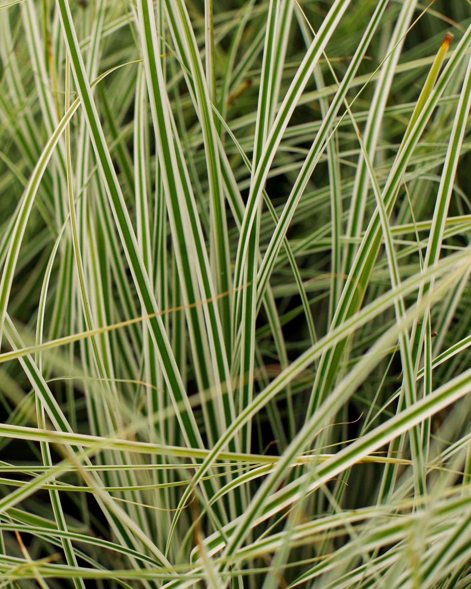 Everest EverColor Carex Sedge Variegated - Image 6