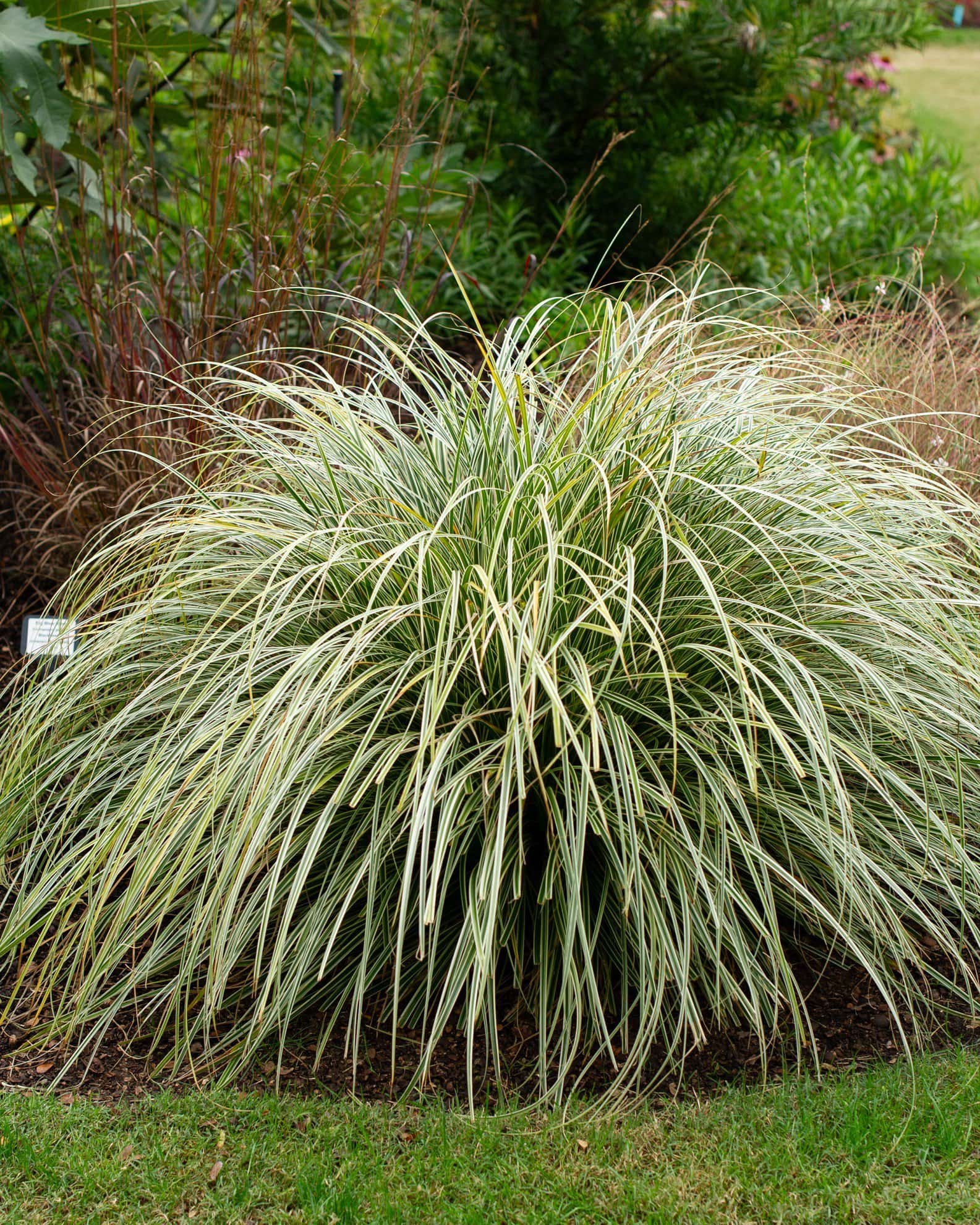Everest EverColor Carex Sedge Variegated - Image 7