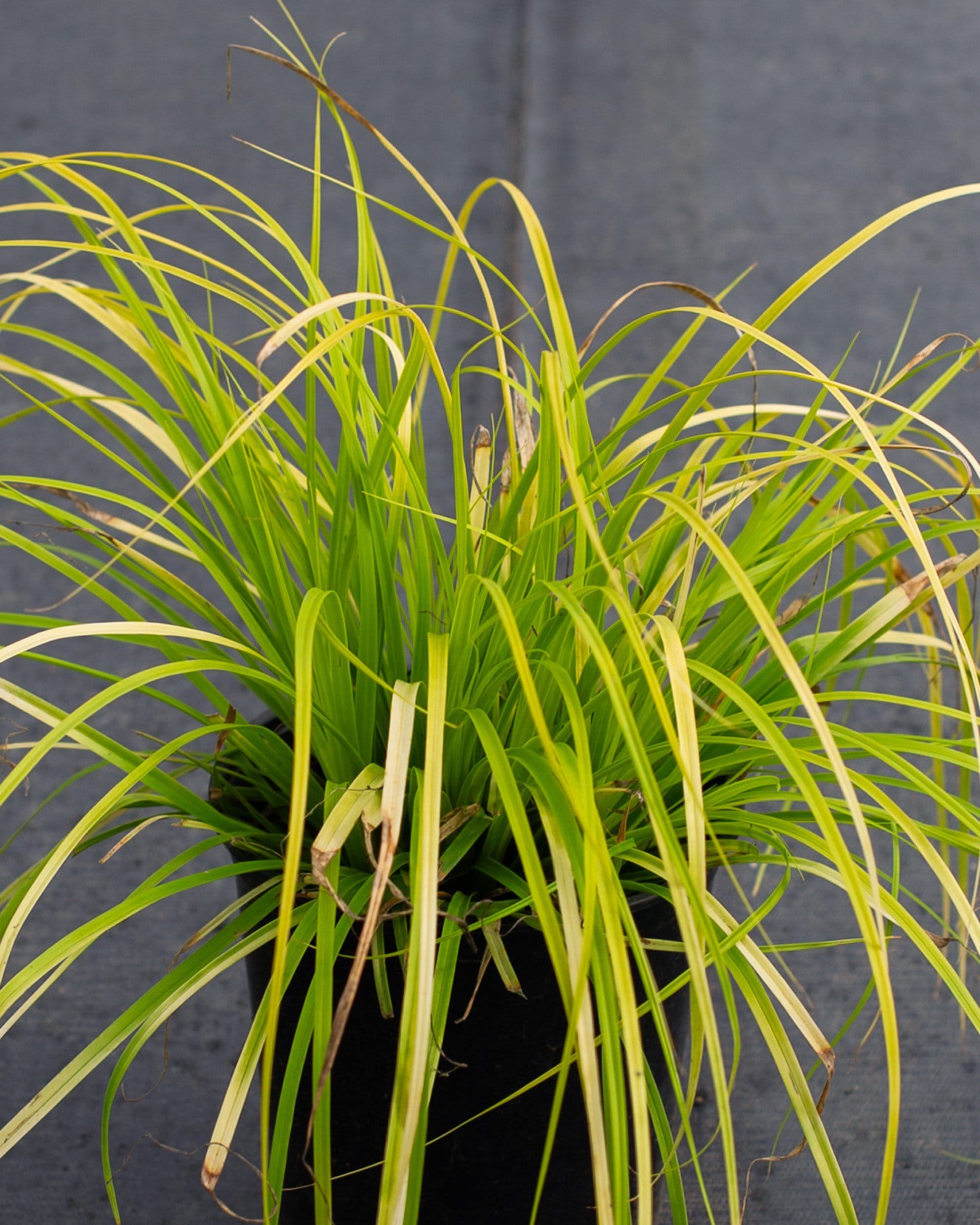 Everillo EverColor Carex Sedge