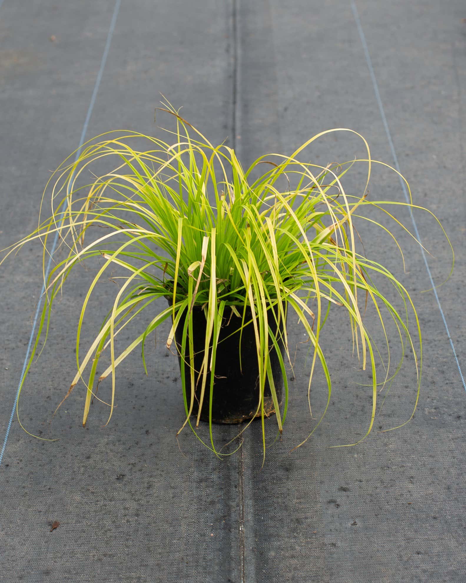 Everillo EverColor Carex Sedge - Image 1