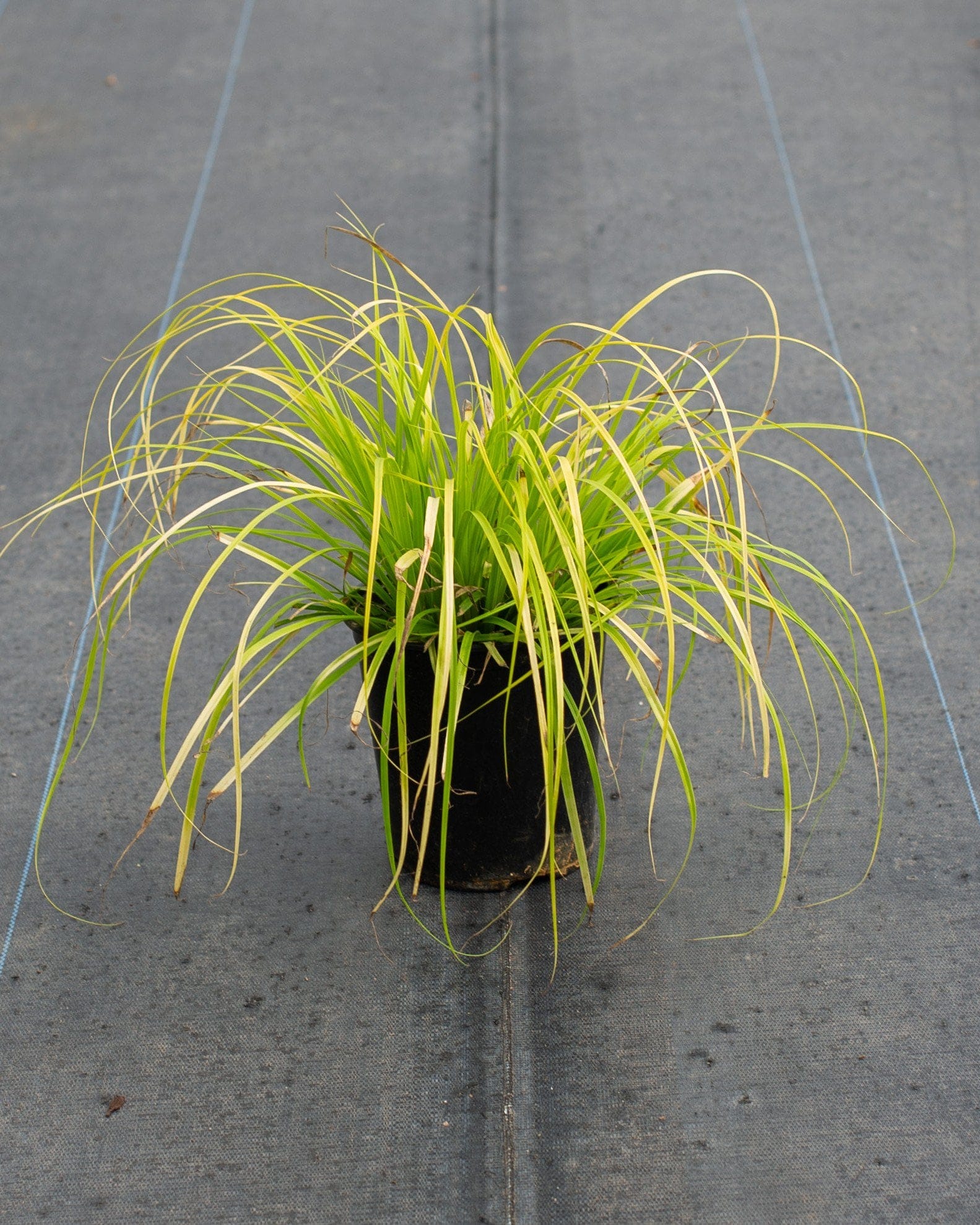 Everillo EverColor Carex Sedge - view 5