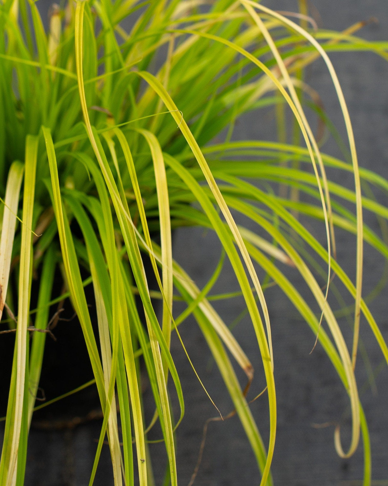 Everillo EverColor Carex Sedge - view 2