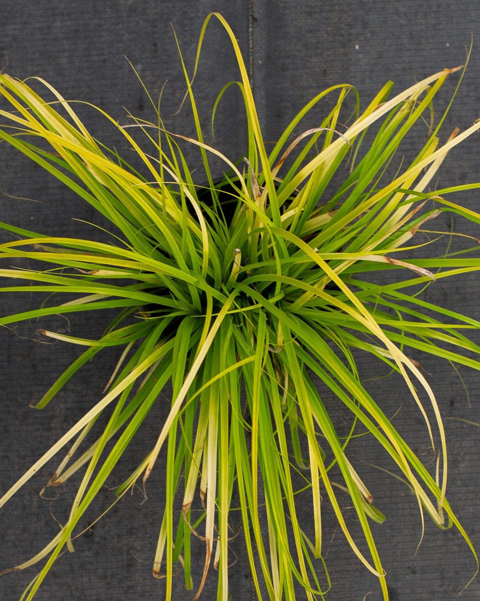 Everillo EverColor Carex Sedge - view 4