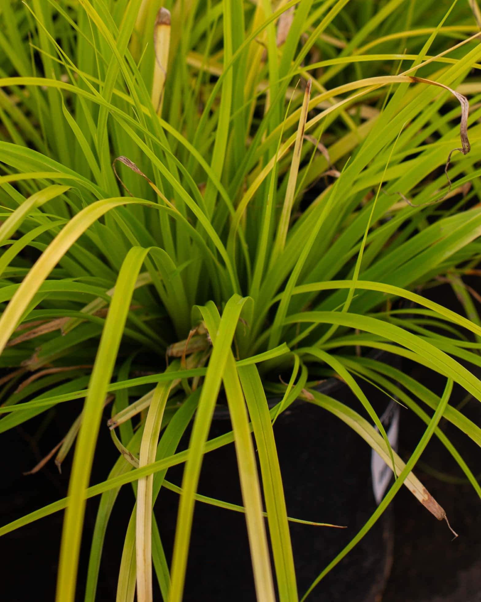 Everillo EverColor Carex Sedge - Image 5
