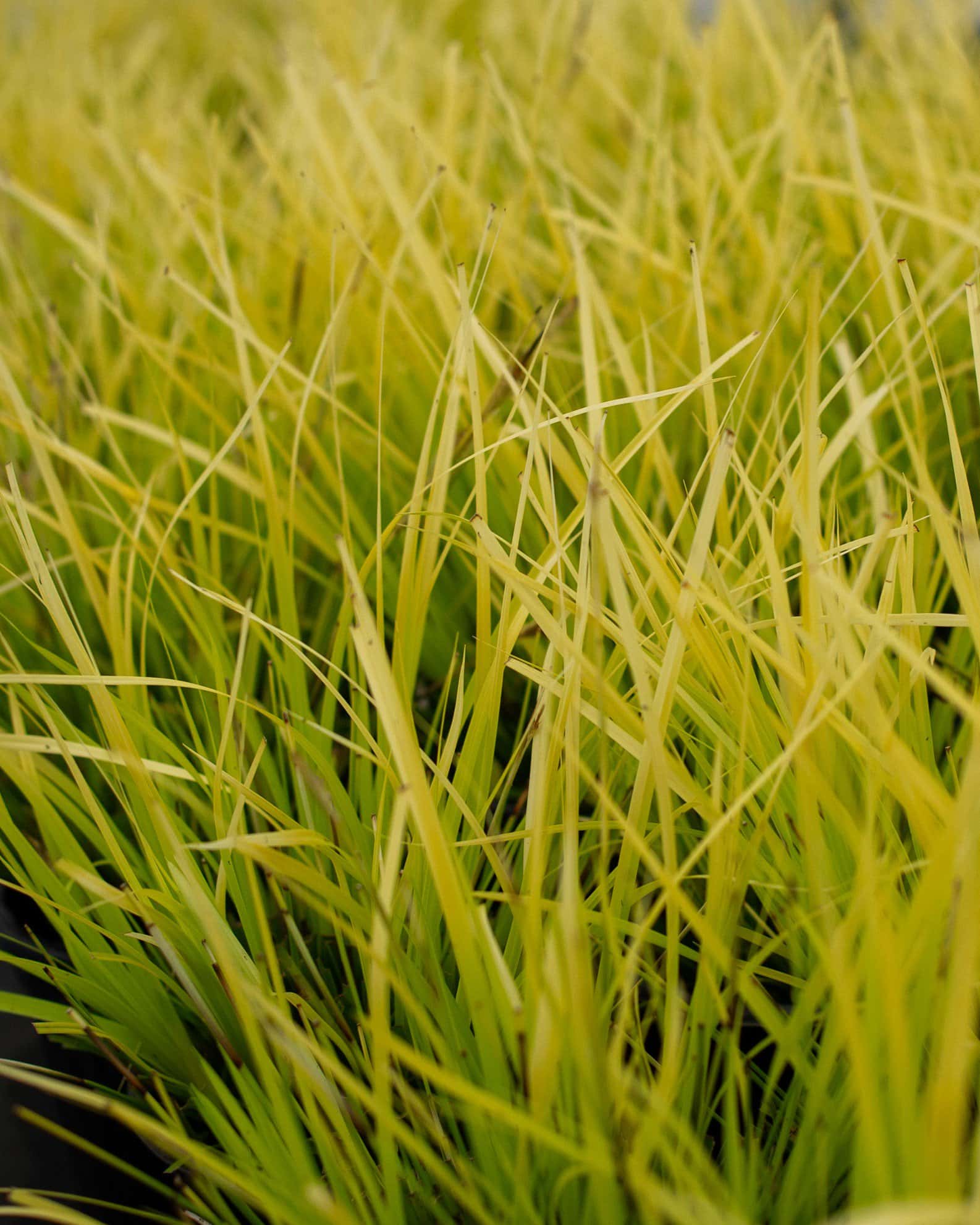 Everillo EverColor Carex Sedge - Image 4