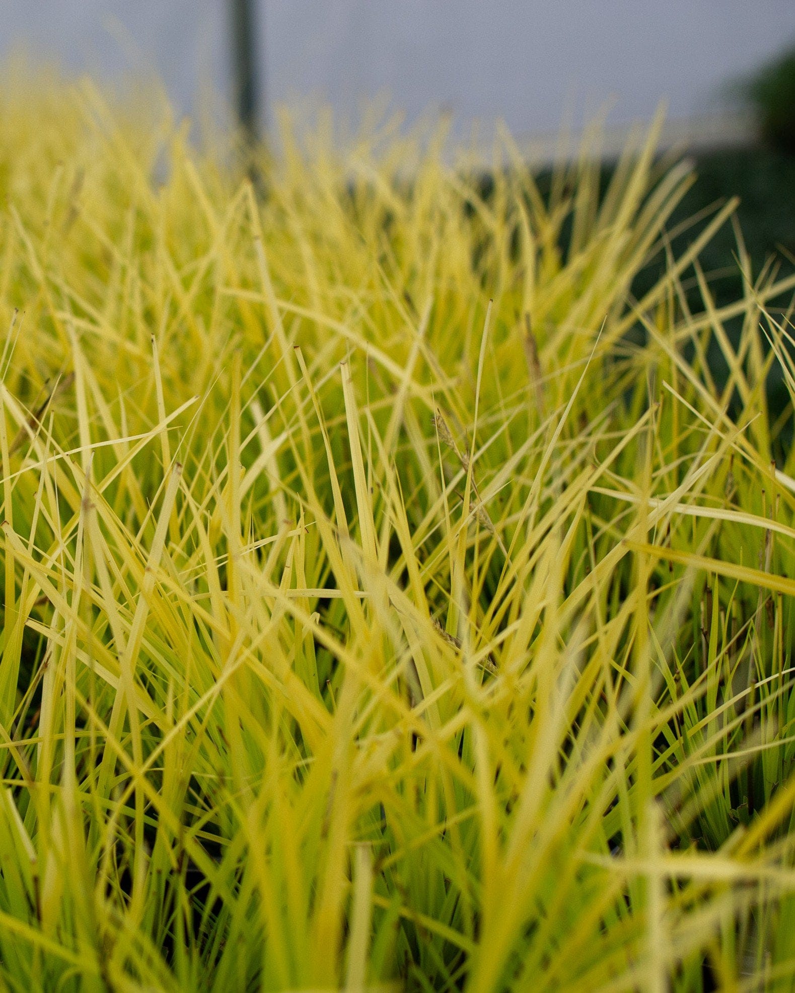 Everillo EverColor Carex Sedge - view 3