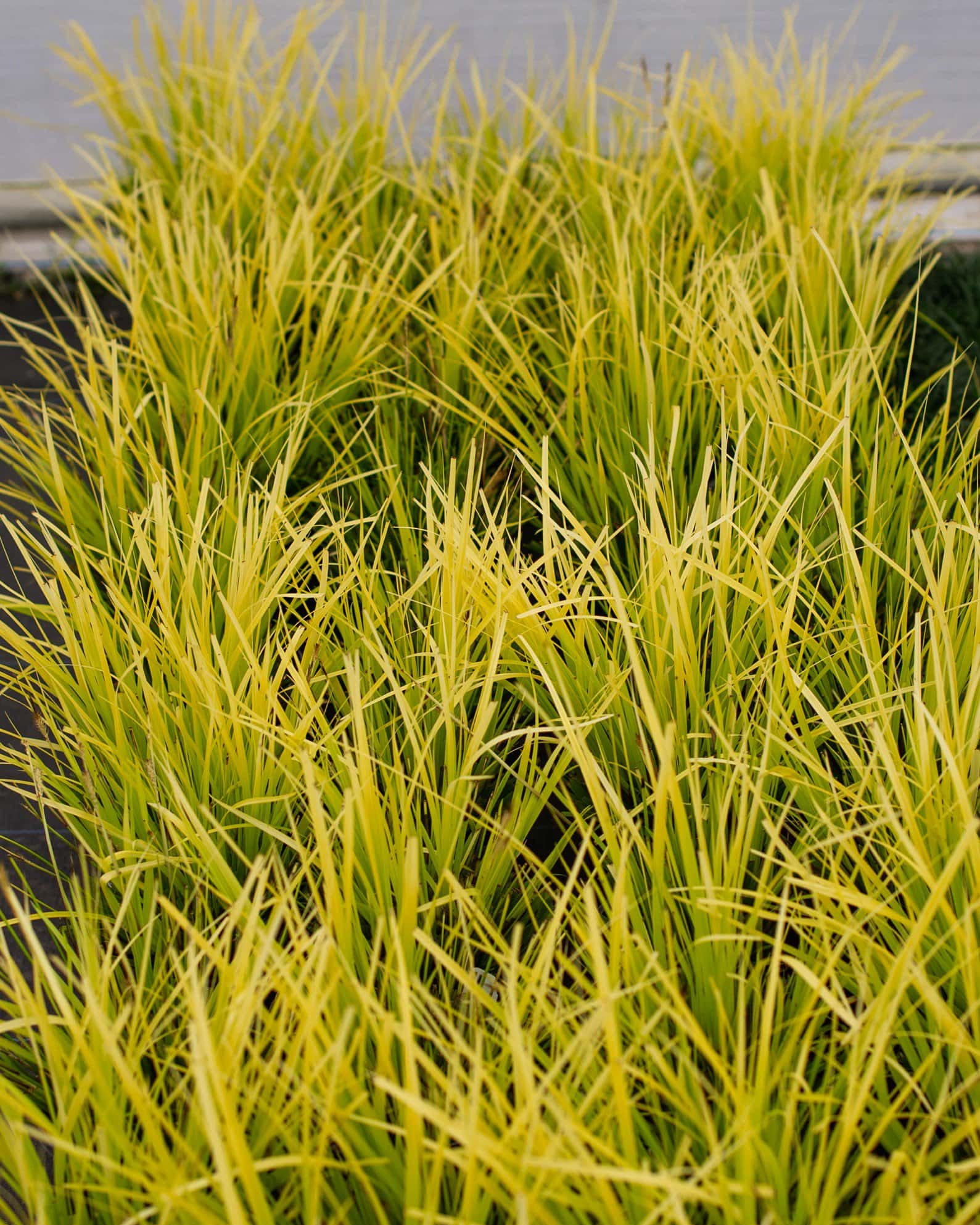Everillo EverColor Carex Sedge - Image 7