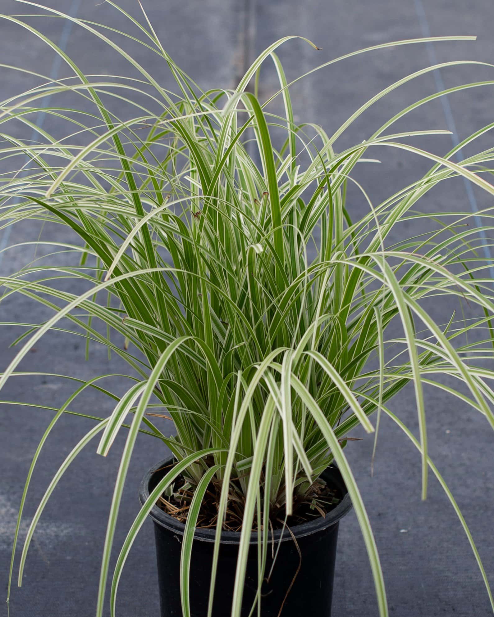Feather Falls Carex Sedge Variegated - Main Image