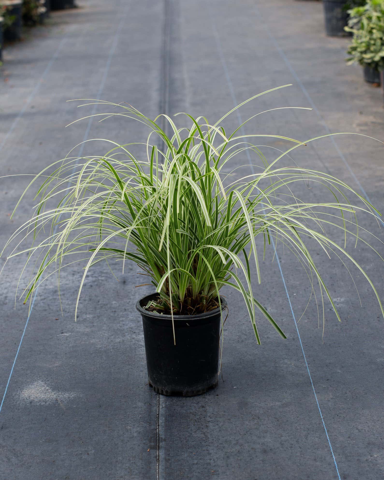 Feather Falls Carex Sedge Variegated - Image 1
