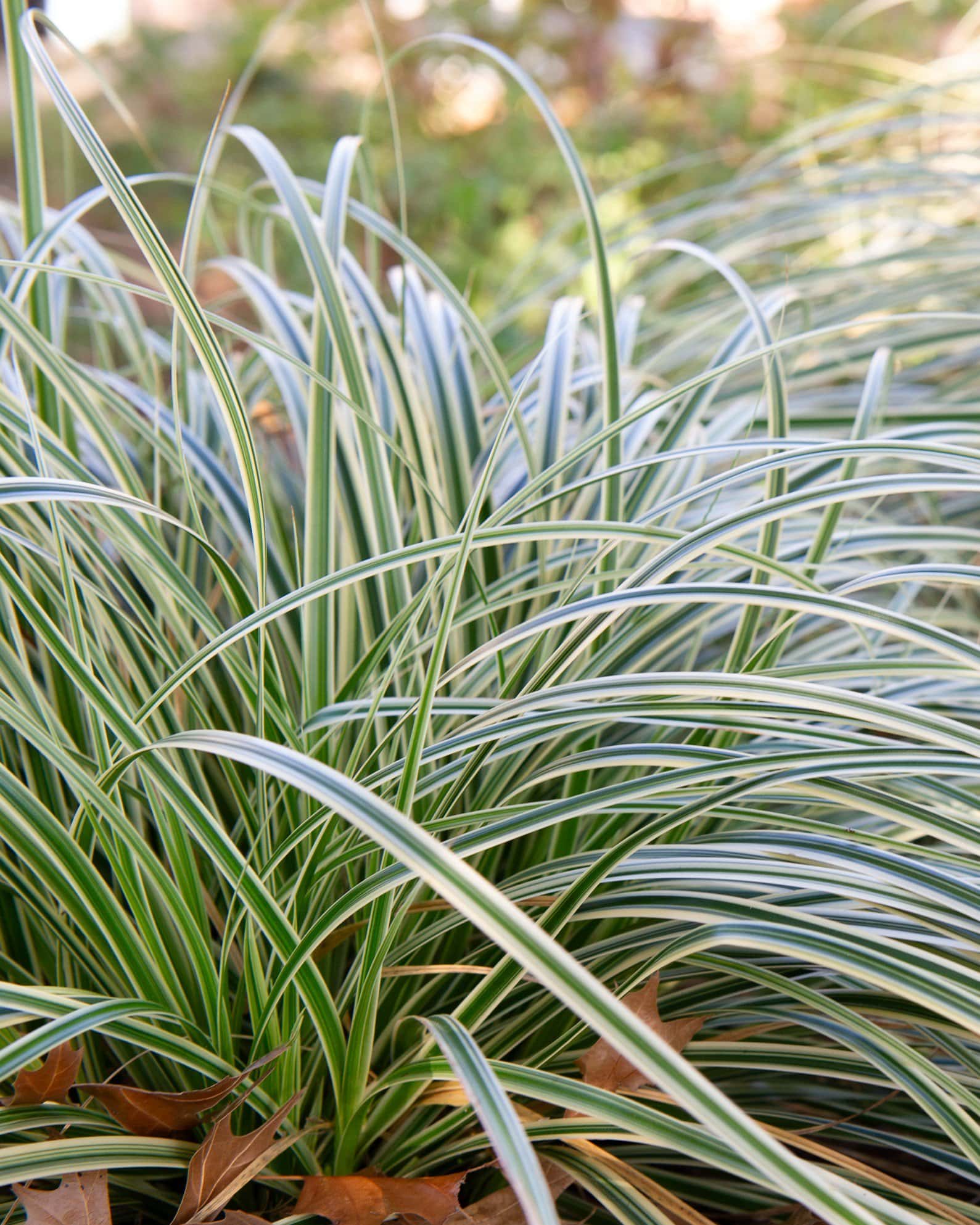 Feather Falls Carex Sedge Variegated - Image 4