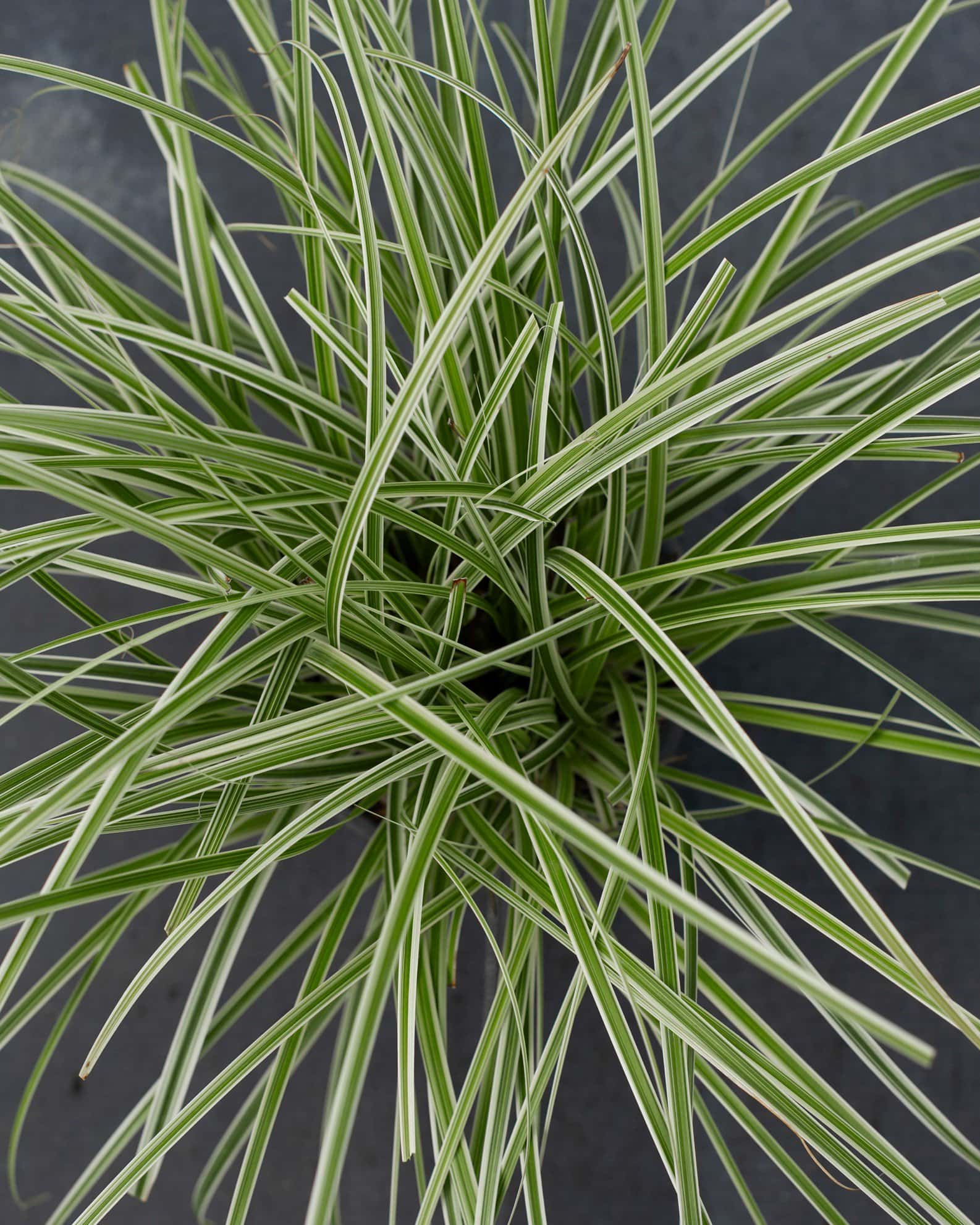 Feather Falls Carex Sedge Variegated - Image 2