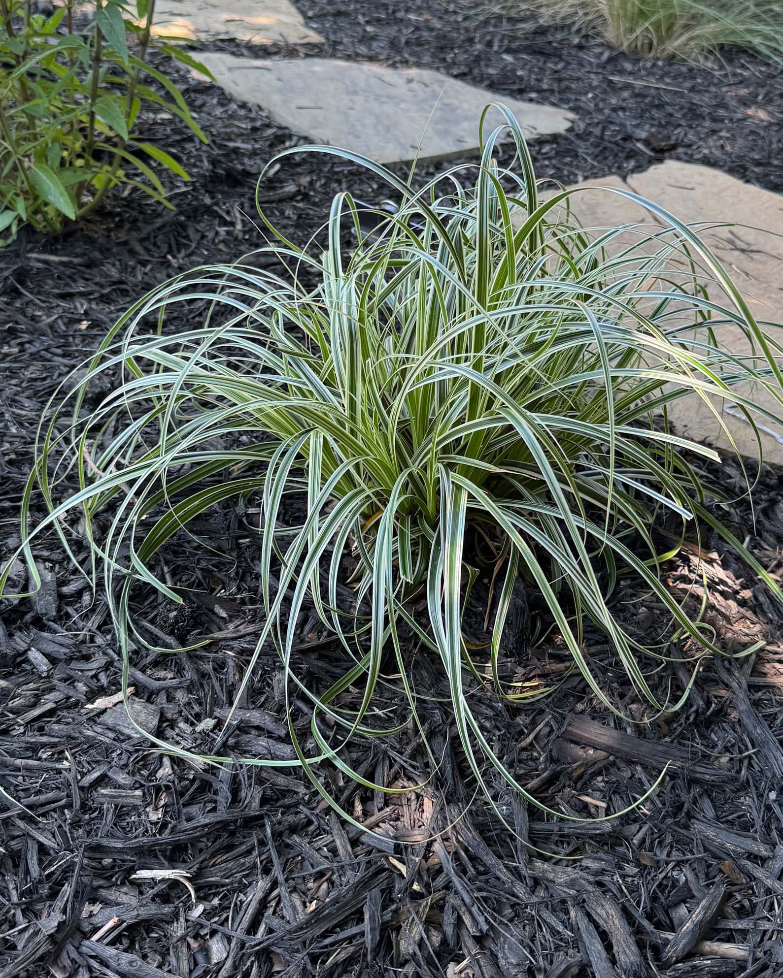 Feather Falls Carex Sedge Variegated - Image 3