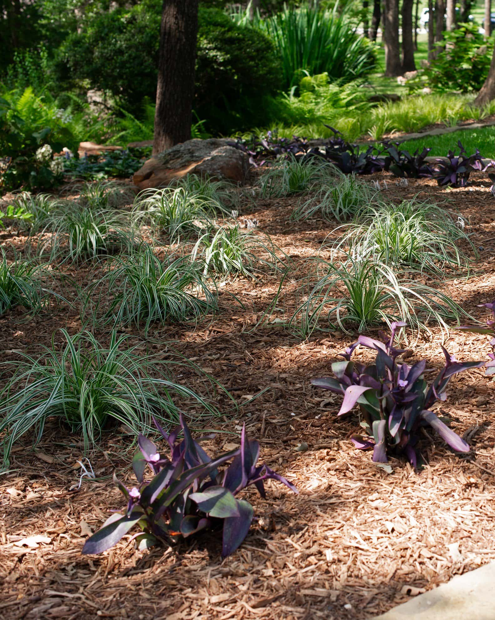 Feather Falls Carex Sedge Variegated - Image 5