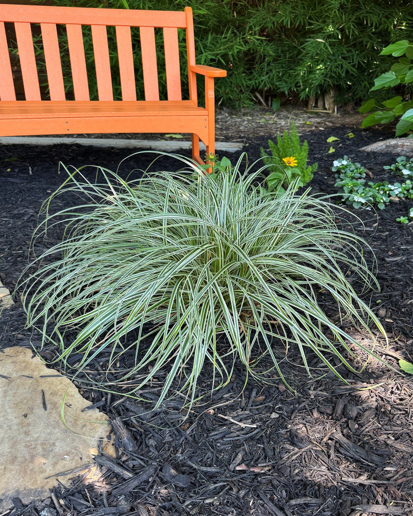 Feather Falls Carex Sedge - view 3
